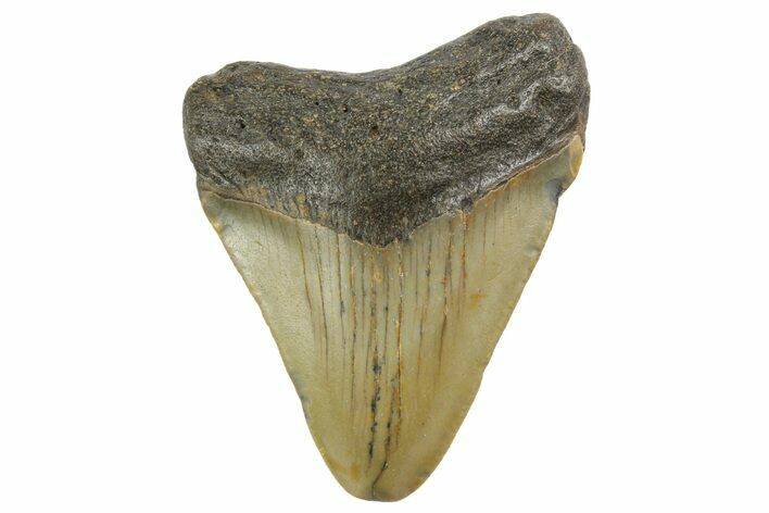 Juvenile Megalodon Tooth - North Carolina #152845